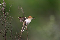Levaillant's cisticola {Cisticola tinniens} with food for young, Darvill Bird Sanctuary, South Africa, November