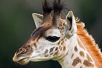 Head portrait of juvenile Southern / Masai giraffe (Giraffa camelopardalis tippelskirchi)  Masai Mara National Reserve, Kenya. February