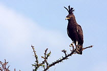 Long-crested eagle (Lophaetus occipitalis) perched on a branch, Masai Mara National Reserve, Kenya. February