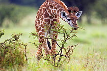 Infant Southern / Masai giraffe (Giraffa camelopardalis tippelskirchi) feeding, Masai Mara National Reserve, Kenya. February