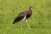 Abdim's stork (Ciconia abdimii) Masai Mara National Reserve, Kenya. February