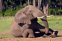 African elephant  (Loxodonta africana) rolling in dust. Masai Mara Nationa Reserve, Kenya. February