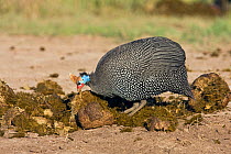 Helmeted guineafowl (Numida meleagris) foraging on elephant dung,  Masai Mara National Reserve, Kenya. February