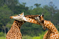 Two bull Southern / Masai giraffe (Giraffa camelopardalis tippelskirchi) play fighting. Masai Mara National Reserve, Kenya. February