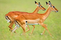 Two female Impala (Aepyceros melampus) running, Masai Mara Nationa Reserve, Kenya. February