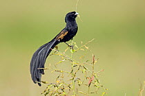 Jackson's Widowbird (Euplectes jacksoni) perched in tree, Masai Mara National Reserve, Kenya. February