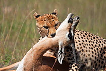 Cheetah (Acinonyx jubatus) with Thomson's gazelle prey, biting throat to suffocate it, Masai Mara National Reserve, Kenya. December