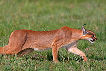 Caracal (Felis caracal) prowling through grassland,  Masai Mara National Reserve, Kenya. March