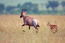 Female Topi (Damaliscus lunatus jimela) running with new born calf following. Masai Mara National Reserve, Kenya. December