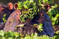 Head portrait of Hippopotamus (Hippopotamus amphibius) raising its head from a lily covered pool. Masai Mara National Reserve, Kenya. February