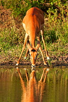 Impala (Aepyceros melampus) drinking from small pool of water . Masai Mara National Reserve, Kenya. December