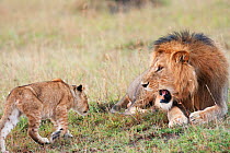 Mature male African lion (Panthera leo) watches with irritation as a young cub aged 6-9 months approaches. Masai Mara National Reserve, Kenya. December