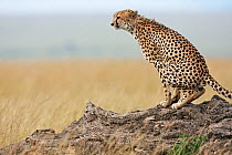 Male Cheetah (Acinonyx jubatus) scent marking. Masai Mara National Reserve, Kenya. December