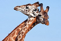 Two Masai giraffes (Giraffa camelopardalis tippelskirchi) with necks entwined.  Masai Mara National Reserve, Kenya. December