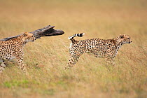 Male Cheetah (Acinonyx jubatus) scent marking his territory. Masai Mara National Reserve, Kenya. December