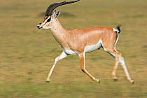 Male Grants Gazelle (Gazella granti) running. Masai Mara National Reserve, Kenya. March