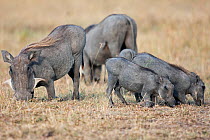 Warthog and hoglets (Phacochoerus aethiopicus)feeding. Masai Mara National Reserve, Kenya. December