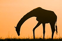 Southern / Masai giraffe (Giraffa camelopardalis tippelskirchi)silhouetted at sunrise. Masai Mara National Reserve, Kenya. February