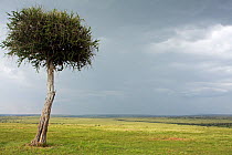 Ballanite tree in landscape against background of approaching rain. Masai Mara National Reserve, Kenya. March 2008.