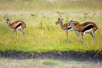 Thomson's Gazelle (Gazella thomsoni) herd in rain. Masai Mara National Reserve, Kenya. March