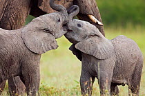 African elephant infants (Loxodonta africana)playing. Masai Mara Nationa Reserve, Kenya. March