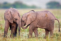 Two African elephant infants (Loxodonta africana)playing. Masai Mara Nationa Reserve, Kenya. March