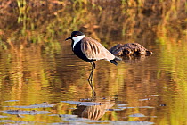 Spur-winged lapwing (Vanellus spinosus) wading in a shallow pool. Masai Mara National Reserve, Kenya. March