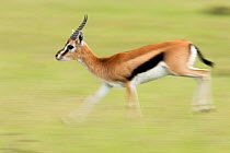 Thomson's gazelle (Gazella thomsoni) running - panned effect. Masai Mara National Reserve, Kenya. March