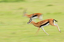 Male Thomson's Gazelle (Gazella thomsoni) running - panned effect. Masai Mara National Reserve, Kenya. March