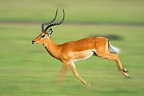 Male Impala running (Aepyceros melampus) Masai Mara National Reserve, Kenya. March