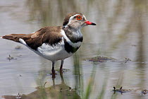 Portrait of Three-banded plover (Charadrius tricollaris) wading in a shallow pool. Masai Mara National Reserve, Kenya. March