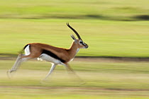 Male Thomson's gazelle (Gazella thomsoni) running - panned effect. Masai Mara National Reserve, Kenya. March