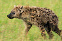 Female Spotted hyenas (Crocuta crocuta) walking through savanna, Masai Mara National Reserve, Kenya. March