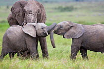 African elephant infants (Loxodonta africana) play fighting. Masai Mara Nationa Reserve, Kenya. February