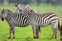 Common zebra (Equus quagga) male and female demonstrating 'Flehmen' courtship behaviour. Masai Mara National Reserve, Kenya. March