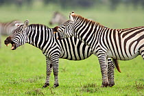 Common zebra (Equus quagga) male and female demonstrating 'Flehmen' courtship behaviour. Masai Mara National Reserve, Kenya. March