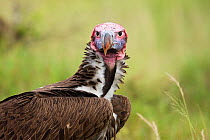 Head portrait of Lappet-faced vulture (Aegypius tracheliotus) Masai Mara National Reserve, Kenya. March