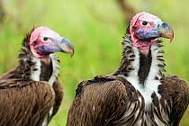 Head portrait of two Lappet-faced vultures (Aegypius tracheliotus) Masai Mara National Reserve, Kenya. March