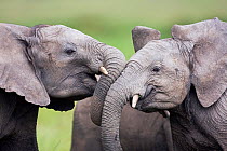 Head portraits of two African elephant infants (Loxodonta africana) play fighting. Masai Mara Nationa Reserve, Kenya. February