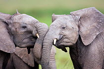 Head portraits of two African Elephant infants (Loxodonta africana) play fighting. Masai Mara Nationa Reserve, Kenya. February