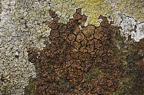 Lichen (Acarospora fuscata) Murlough Bay, North Coast, County Antrim, Northern Ireland.