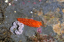 Nudibranch (Aeolidiella sanguinea) at low tide in rock pool, Murles Point, West Donegal, Northern Ireland. May.