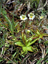 Alpine butterwort (Pinguicula alpina)