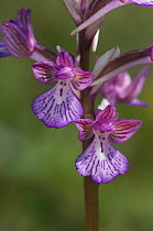 Orchid (Anacamptis papilionacea x anacamptis boryi) The Peleponnese, Southern Greece. April.