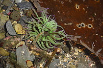 Snakelocks sea anemone (Anemonia viridis), Ballyhenry Point, Strangford Lough, County Down, Northern Ireland.