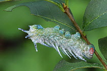 Young caterpillar larva of Silk moth (Archaeoattacus edwardsii) Sri Pennanjau, Malaysia. August.