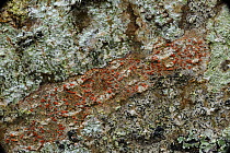 Lichen {Arthonia cinnabarina} Crom Estate, County Fermanagh, Northern Ireland, March