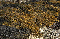 Knotted wrack seaweed {Ascophyllum nodosum} on shore at low tide, Strangford Lough, County Down, Northern Ireland, September