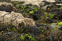 Shore at low tide with seaweed {Ascophyllum sp} and {Ulva sp}, barnacles and Limpets {Patella vulgata} Ballyhenry Point, Strangford Lough, County Down, August 2007