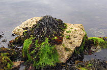 Shore at low tide with seaweeds, Wrack {Ascophyllum sp} and Sea lettuce {Ulva sp}, Ballyhenry Point, Strangford Lough, County Down, August 2007